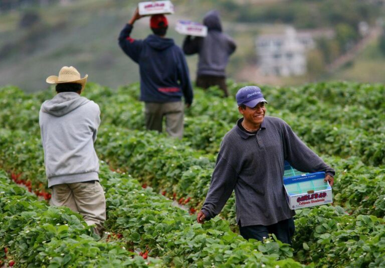 Central Valley growers and farmworkers fear mass deportations if Trump wins election